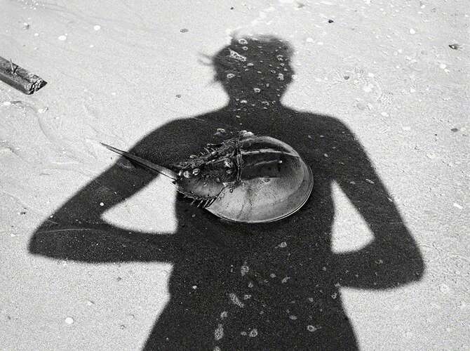 Self-Portraits by Vivian Maier