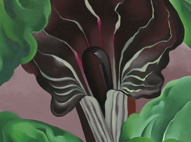 Jack in the Pulpit by Georgia O’Keeffe