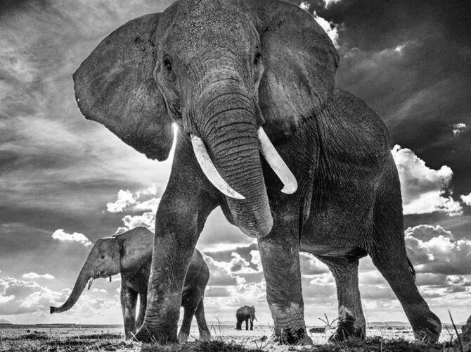 Elephants by David Yarrow