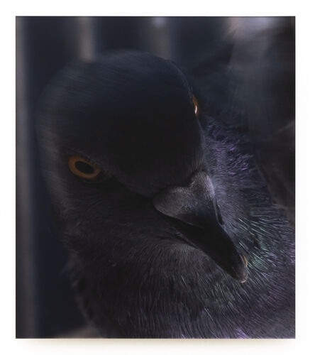Meg Porteous, ‘Pigeon Portrait #4’, 2022