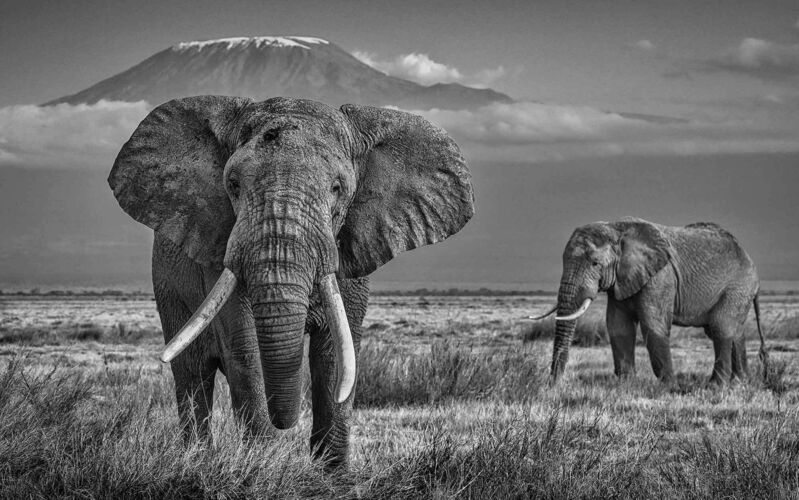 David Yarrow, ‘The Witness’, 2017-2021, Photography, Museum Glass, Passe-Partout & Black wooden frame, Leonhard's Gallery