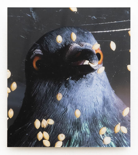 Meg Porteous, ‘Pigeon Portrait #6’, 2022