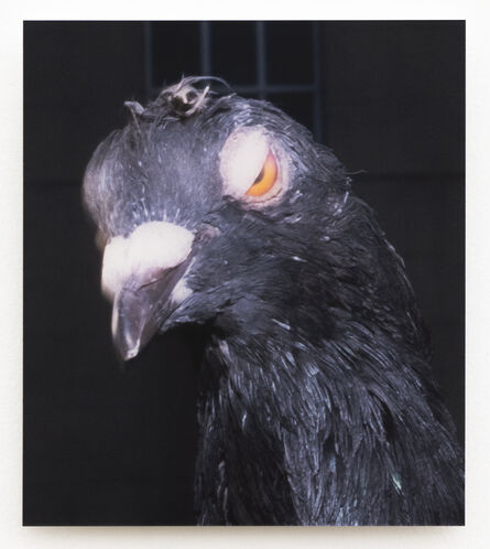 Meg Porteous, ‘Pigeon Portrait #3’, 2022