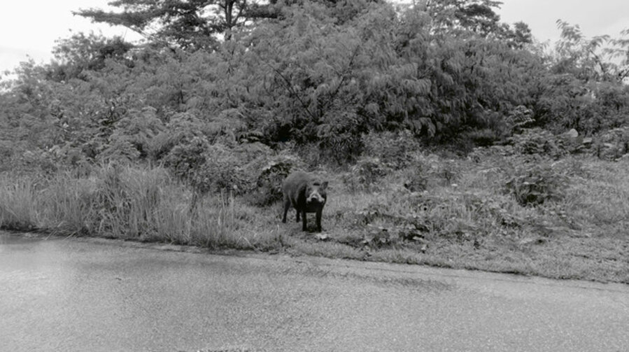 Untimely Meditations I (A boar does not care)