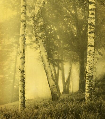 Joyce Tenneson, ‘Birch Trees’, 2011