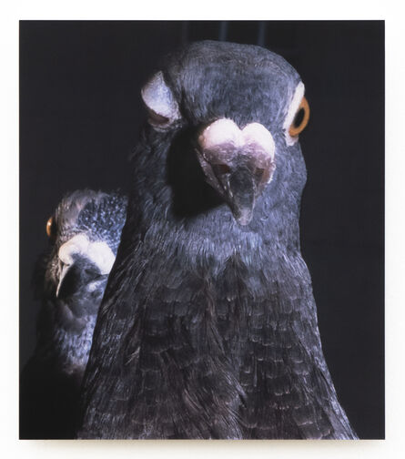 Meg Porteous, ‘Pigeon Portrait #7’, 2022