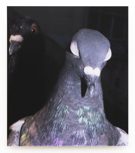 Meg Porteous, ‘Pigeon Portrait #2’, 2022