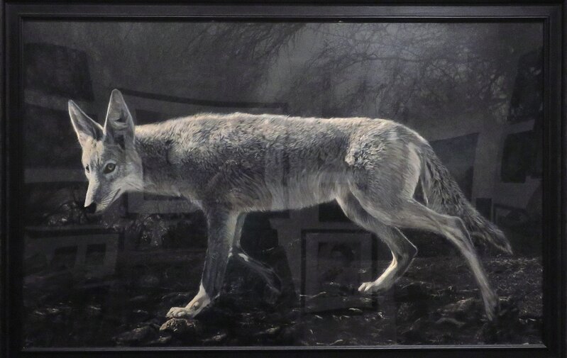 Kate Breakey, ‘Coyote, 8:38 pm, April 17, 2011’, 2011, Photography, Hand-colored archival pigment inkjet print, Etherton Gallery