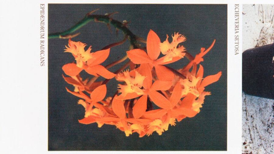 Volume 3. Flowers (Nahbild)