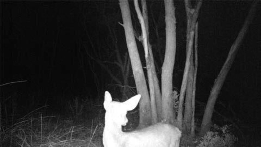 Deer II