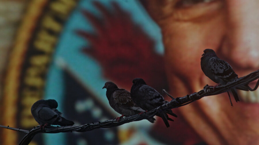 The Homing Pigeon