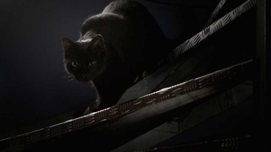 Un chat noir passe entre nous