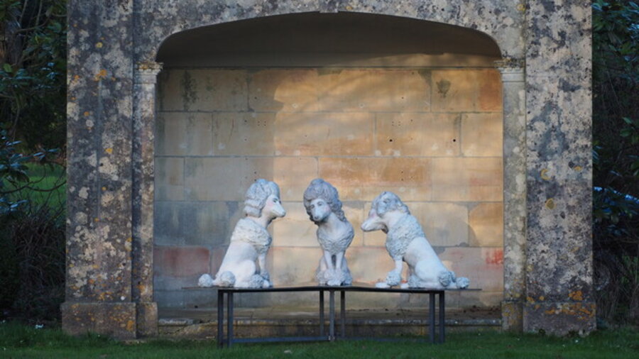 Waldegrave Poodles