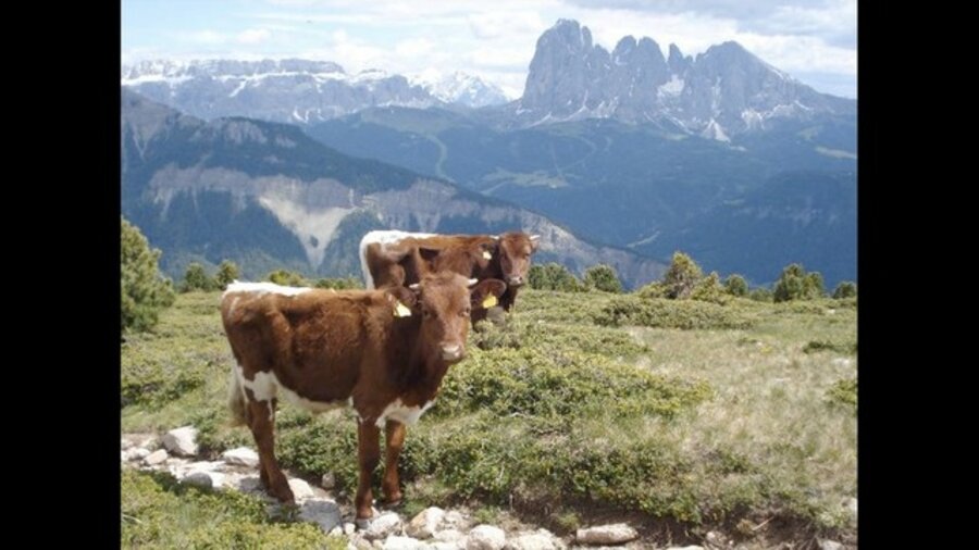 Still from 'Central Intelligence Agency's World Factbook: Europe:: Italy::: 153 Photos'