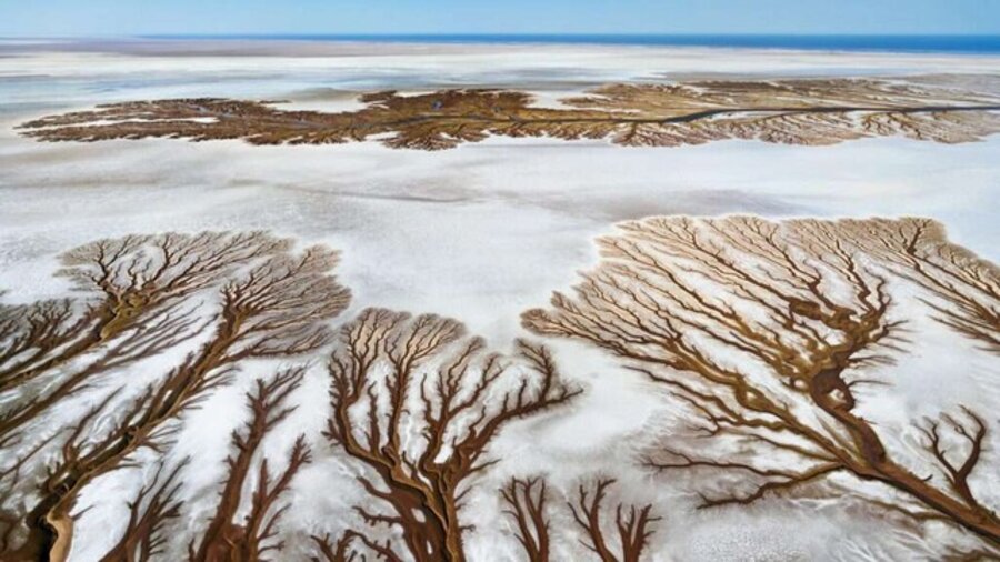 Salty Branches