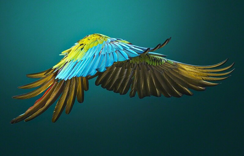 Tim Flach, ‘Military Macaw Flying Side On’, ca. 2016, Photography, Digital C-Print, Echo Fine Arts