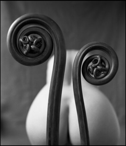 Mark Arbeit, ‘Fiddlehead Fern’, 2000