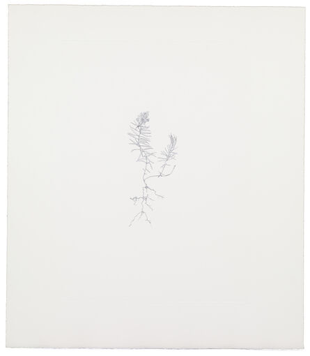 Michael Landy, ‘Common Toad Flax’, 2002