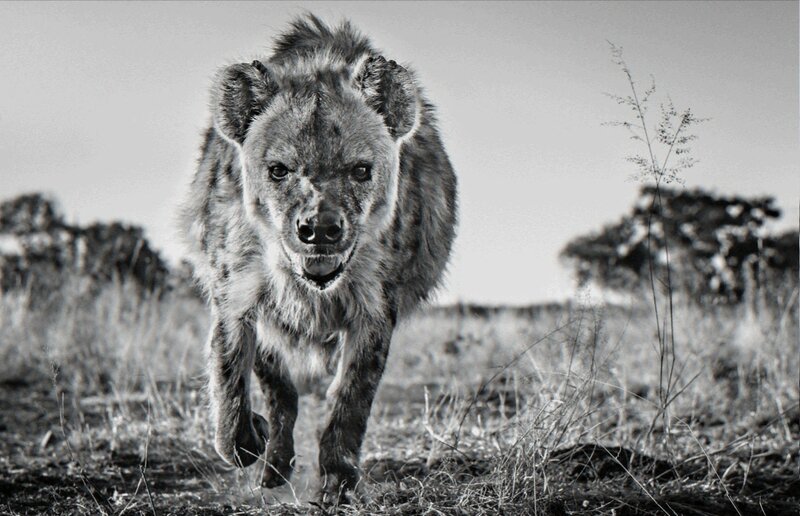David Yarrow, ‘No Laughing Matter’, 2019, Photography, Archival Pigment Print, Hilton Contemporary