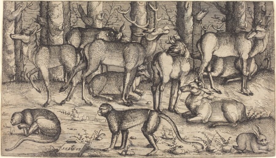 Stags in the Forest