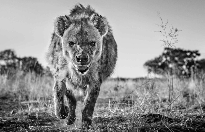 David Yarrow, ‘No Laughing Matter’, 2018, Photography, Museum Glass, Passe-Partout & Black wooden frame, Leonhard's Gallery