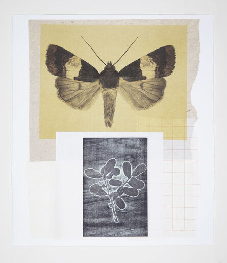 Joseph Scheer, ‘Noctuid and Oak Moths’, 2019