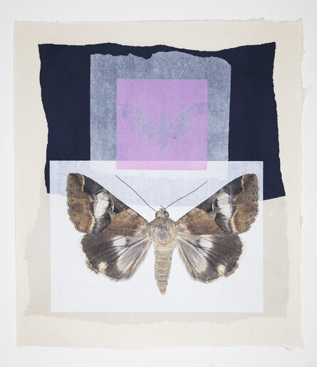 Joseph Scheer, ‘Pink Hawk and Noctuid Moths’, 2019