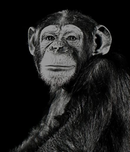 Walter Schels, ‘Chimpanzee’, 1992