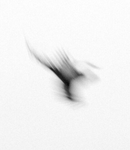Nicolai Howalt and Trine Søndergaard, ‘Dying Birds / How to Hunt’, 2010