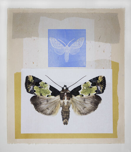 Joseph Scheer, ‘Blue Tiger and Green Noctuid Moths’, 2019