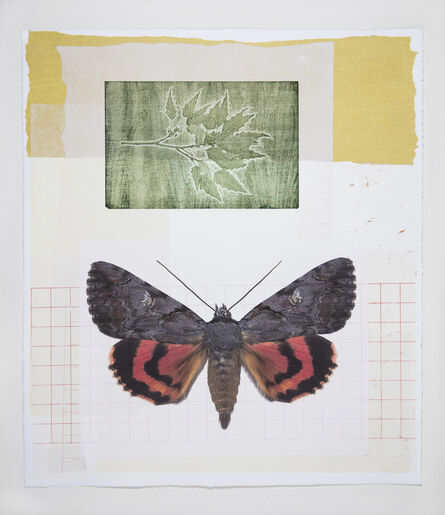 Joseph Scheer, ‘Catacola and Oak Moths’, 2019