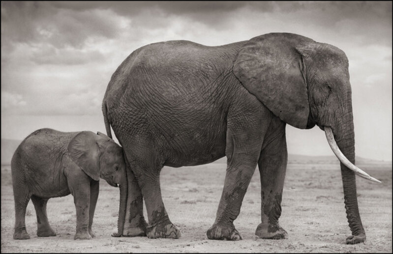 Nick Brandt, ‘Elephant Mother & Baby at Leg, Amboseli’, 2012, Photography, Archival Pigment Photograph, Holden Luntz Gallery