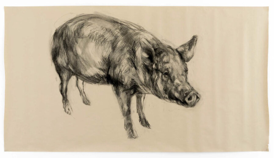 Pig