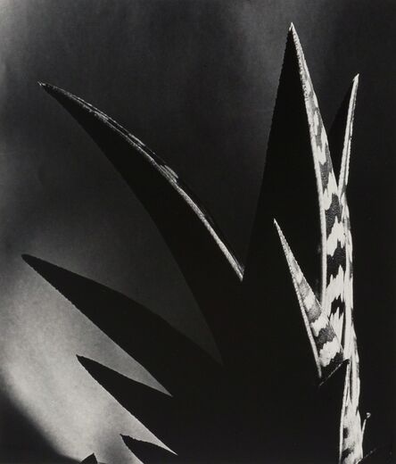 Imogen Cunningham, ‘Aloe’, 1925