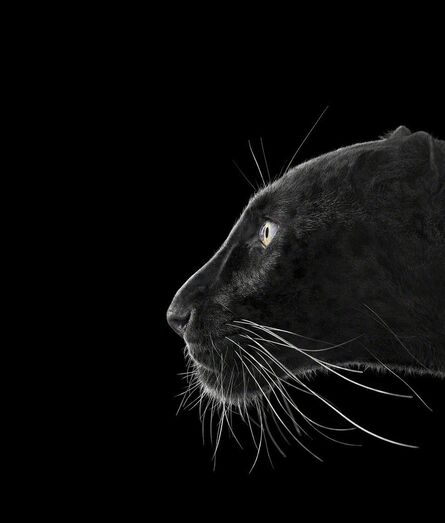 Brad Wilson, ‘Black Leopard #2, Monterey, CA, 2014, Affinity series’, 2014