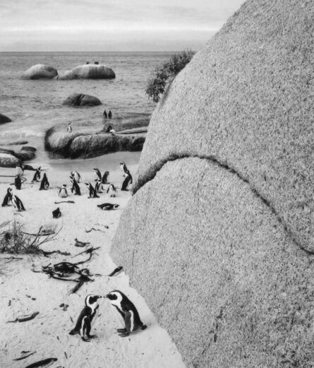 Pentti Sammallahti, ‘Boulders Beach, South Africa’, 2002