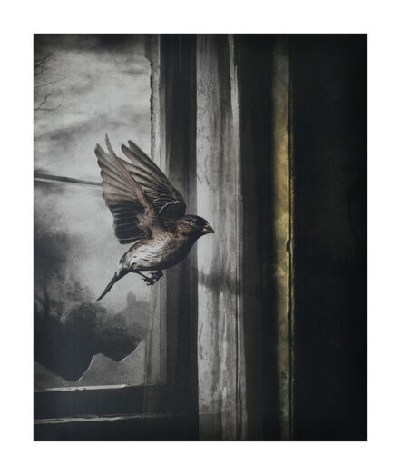 Suzanne Moxhay, ‘ Bird In Flight’, 2022