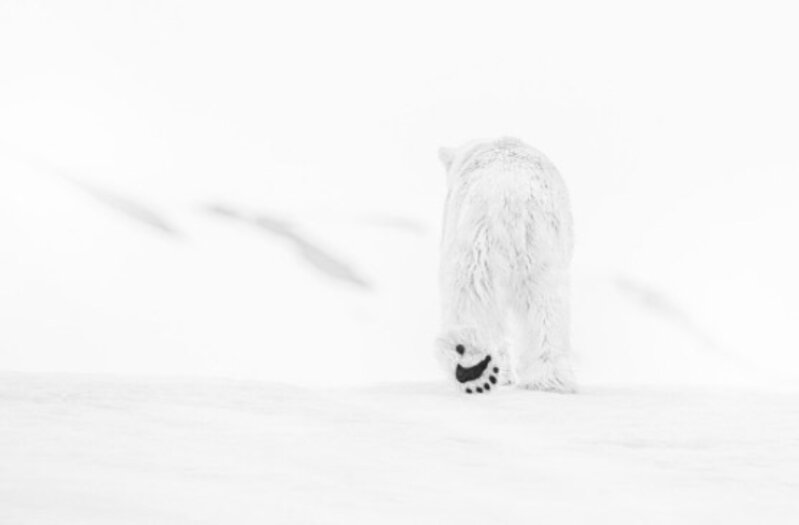 David Yarrow, ‘78 Degrees North’, Photography, Visions West Contemporary