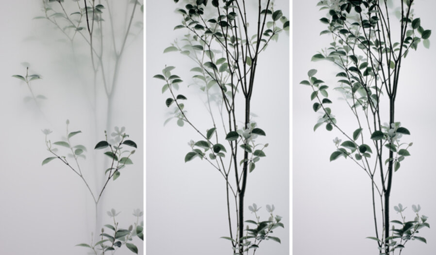 Still Life 008 - Pearlbush