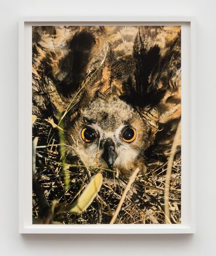 Juergen Teller, ‘Owl, Hydra’, 2017