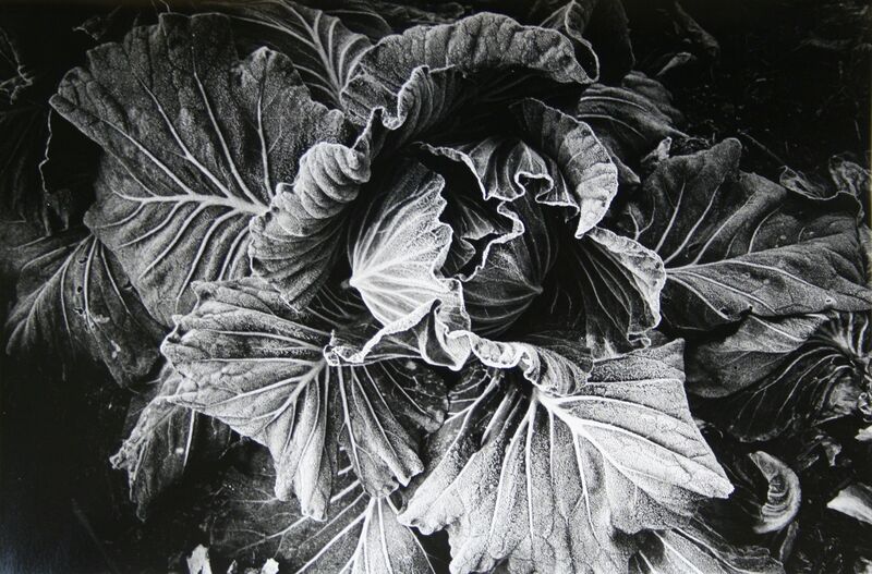 Daido Moriyama, ‘Cabbage (No. 2812)’, 1989, Photography, Gelatin silver print, vintage, Galerie Bob van Orsouw