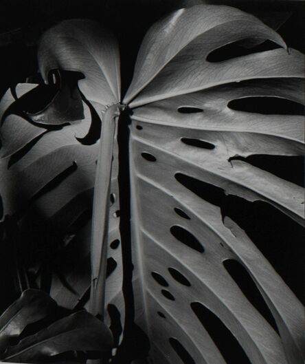 Brett Weston, ‘Leaf, Hawaii’, 1981