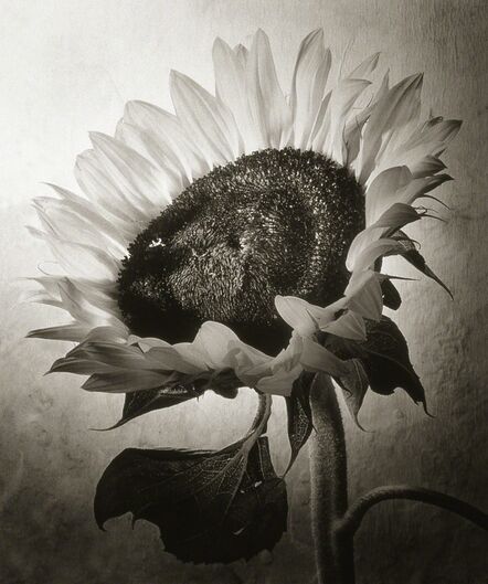 Cy DeCosse, ‘Sunflower I’