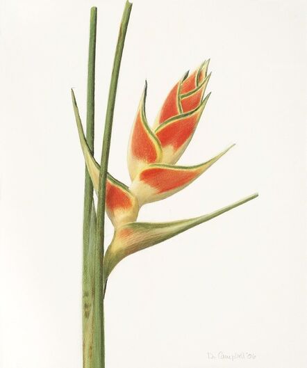 Donald Campbell, ‘Tropical Flower’