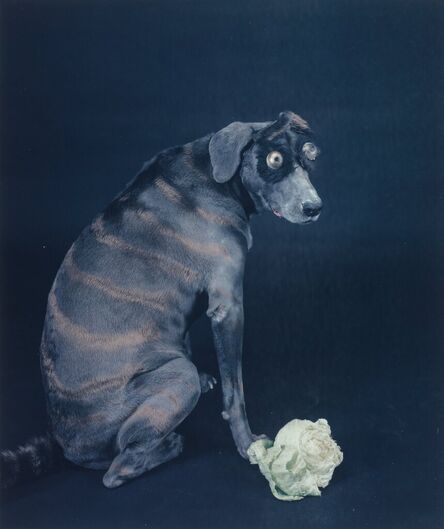 William Wegman, ‘Unusual Dog’, 1982