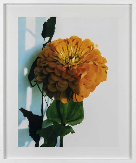Miranda Lichtenstein, ‘Flower’, 2002-2019