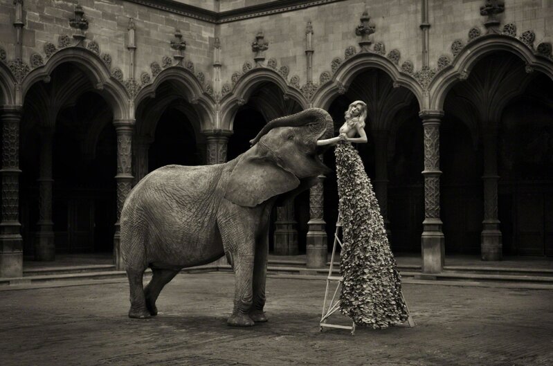 Marc Lagrange, ‘The Elephant in the Room’, 2014, Photography, Diasec in a wengé frame, Echo Fine Arts