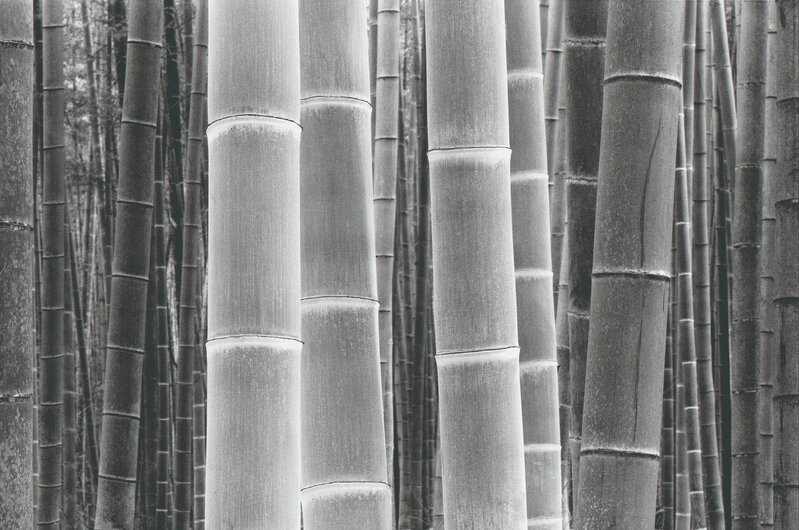 DaeSoo Kim, ‘Colors Of The Bamboo’, Photography, Silver Gelatin, Gallery 270