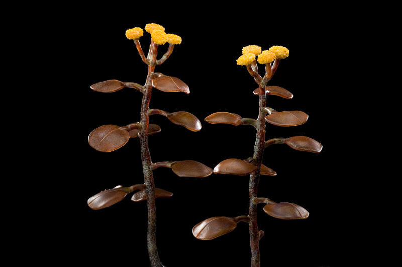 Kathleen Elliot, ‘Yellow Button Weed’, 2008, Sculpture, Flameworked glass, HABATAT