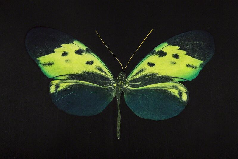 Damien Hirst, ‘The Souls on Jacobs Ladder Take Their Flight Green Butterfly’, 2007, Painting, Hand-inked, photogravure , Modern Artifact